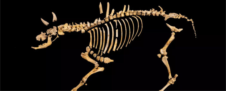 Arrafela-Bixentaliyesotako aztarnategia